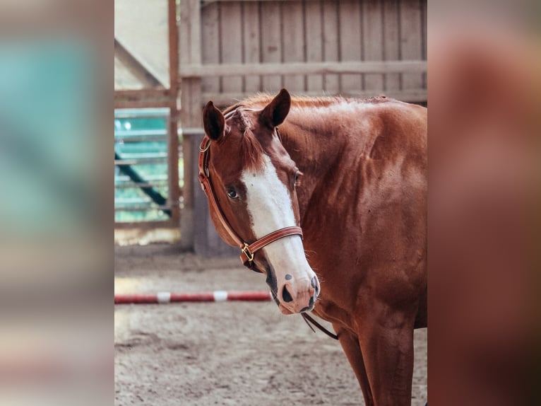 American Paint Horse Merrie 5 Jaar 146 cm Vos in Haldenwang