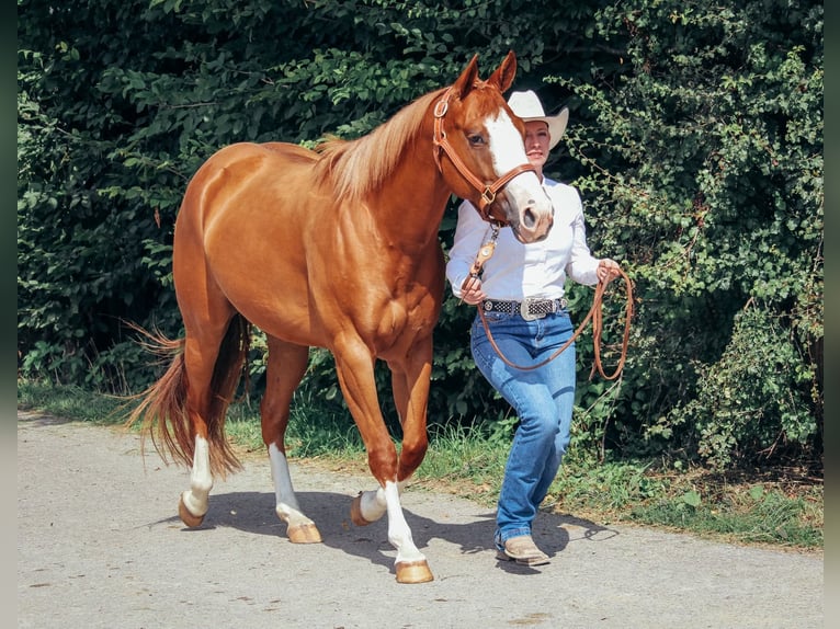American Paint Horse Merrie 5 Jaar 146 cm Vos in Haldenwang