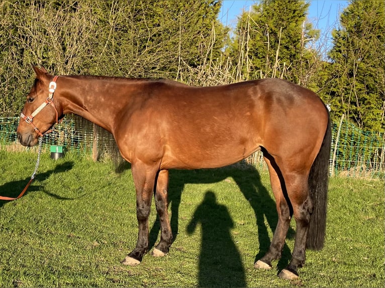 American Paint Horse Merrie 5 Jaar 150 cm Bruin in PfaffingPfaffing