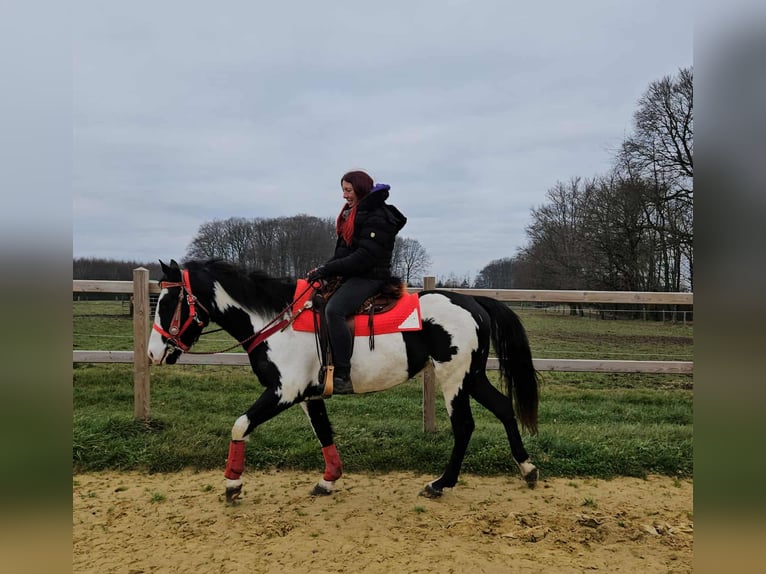 American Paint Horse Merrie 5 Jaar 152 cm Overo-alle-kleuren in Linkenbach