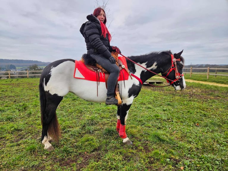 American Paint Horse Merrie 5 Jaar 152 cm Overo-alle-kleuren in Linkenbach