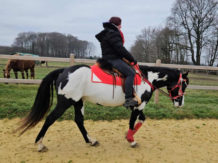 American Paint Horse Merrie 5 Jaar 152 cm Overo-alle-kleuren in Linkenbach