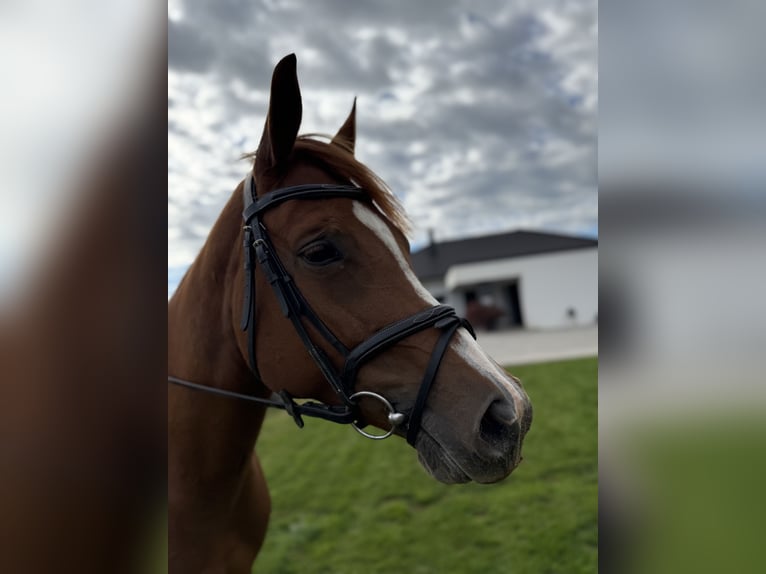 American Paint Horse Merrie 5 Jaar 155 cm Roodvos in Ptuj