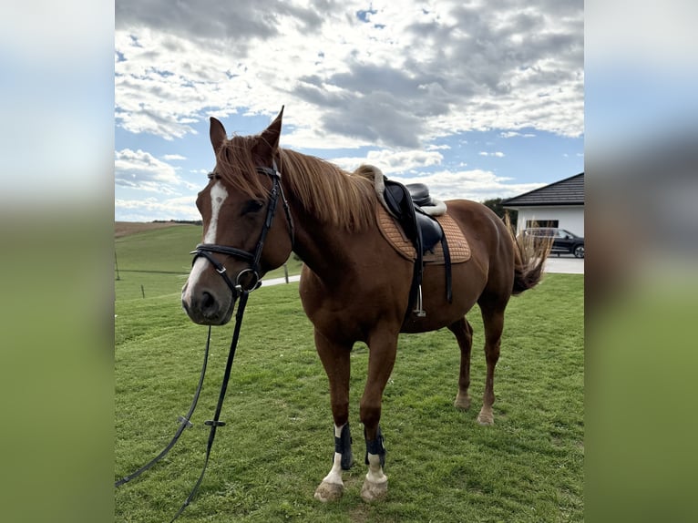 American Paint Horse Merrie 5 Jaar 155 cm Roodvos in Ptuj
