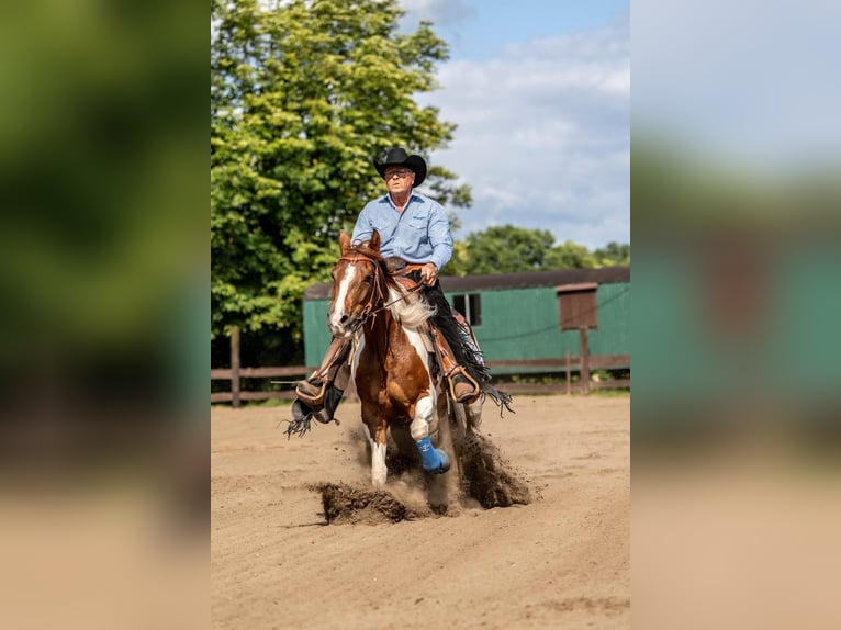 American Paint Horse Merrie 5 Jaar 155 cm Tobiano-alle-kleuren in Bergkamen