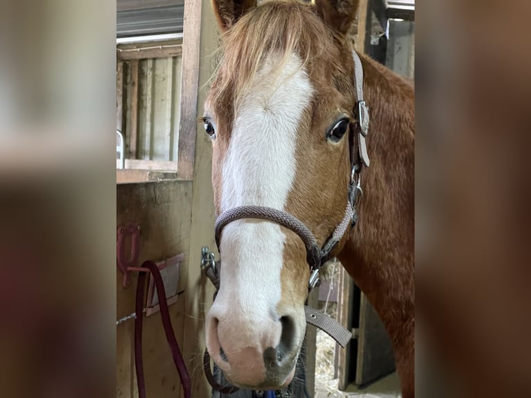 American Paint Horse Merrie 5 Jaar 155 cm Vos in Langgöns