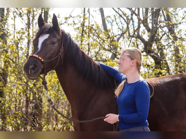 American Paint Horse Merrie 5 Jaar 158 cm Donkere-vos in Götzendorf