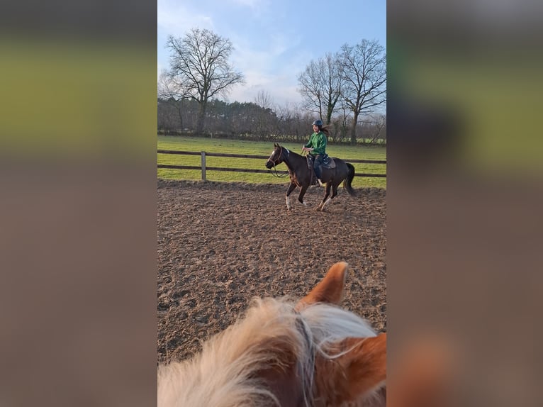 American Paint Horse Merrie 5 Jaar 158 cm Zwart in Münster