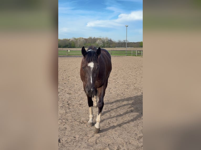 American Paint Horse Merrie 5 Jaar 158 cm Zwart in Münster
