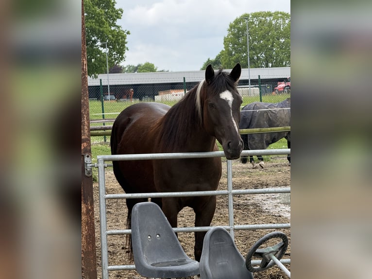 American Paint Horse Merrie 5 Jaar 158 cm Zwart in Münster