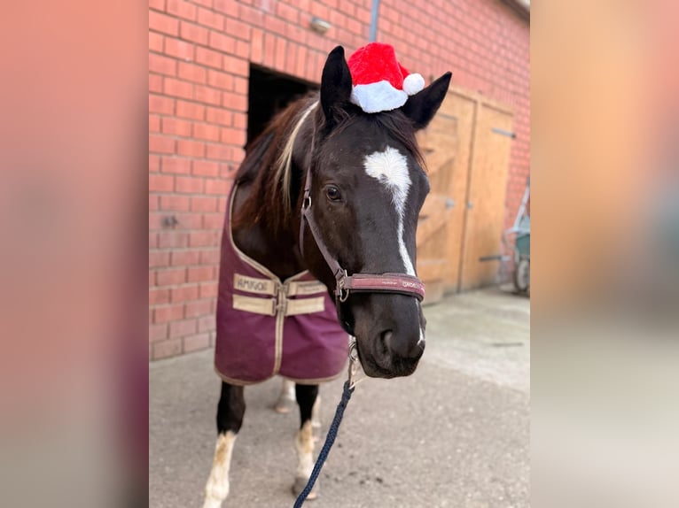 American Paint Horse Merrie 5 Jaar 158 cm Zwart in Münster