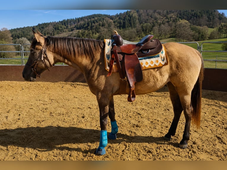 American Paint Horse Mix Merrie 5 Jaar 162 cm Grullo in Schwaikheim
