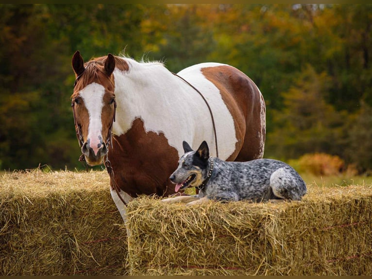 American Paint Horse Merrie 5 Jaar 165 cm Tobiano-alle-kleuren in New Holland