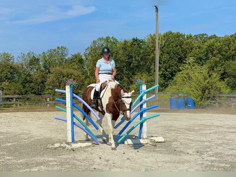 American Paint Horse Merrie 5 Jaar 165 cm Tobiano-alle-kleuren in New Holland