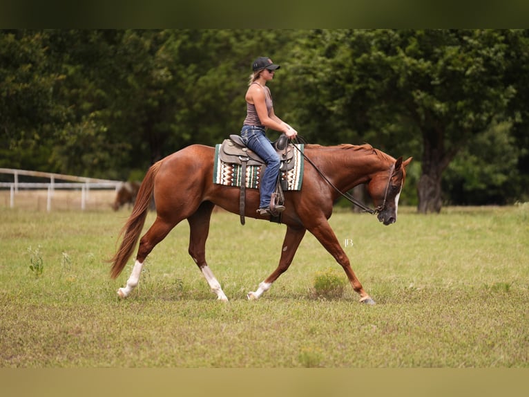 American Paint Horse Merrie 5 Jaar Donkere-vos in Terrell