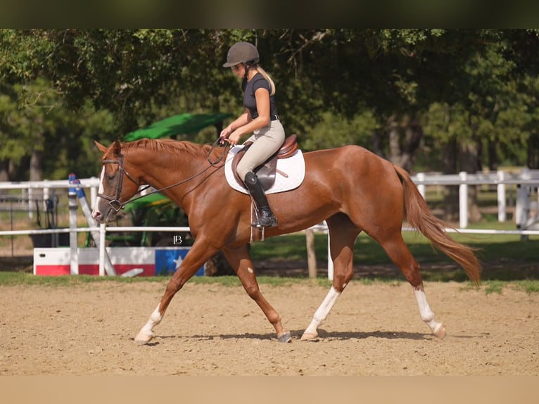 American Paint Horse Merrie 5 Jaar Donkere-vos in Terrell