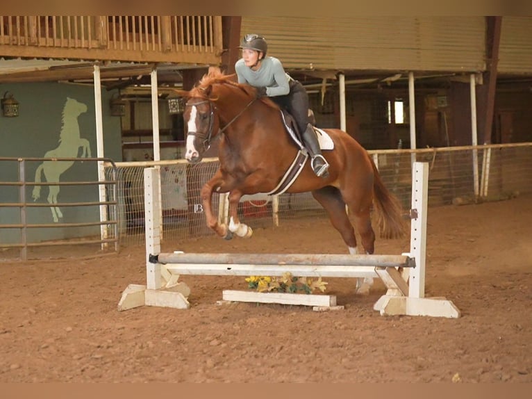 American Paint Horse Merrie 5 Jaar Donkere-vos in Terrell