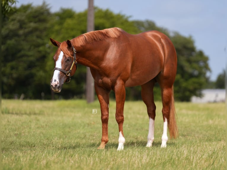 American Paint Horse Merrie 5 Jaar Donkere-vos in Terrell