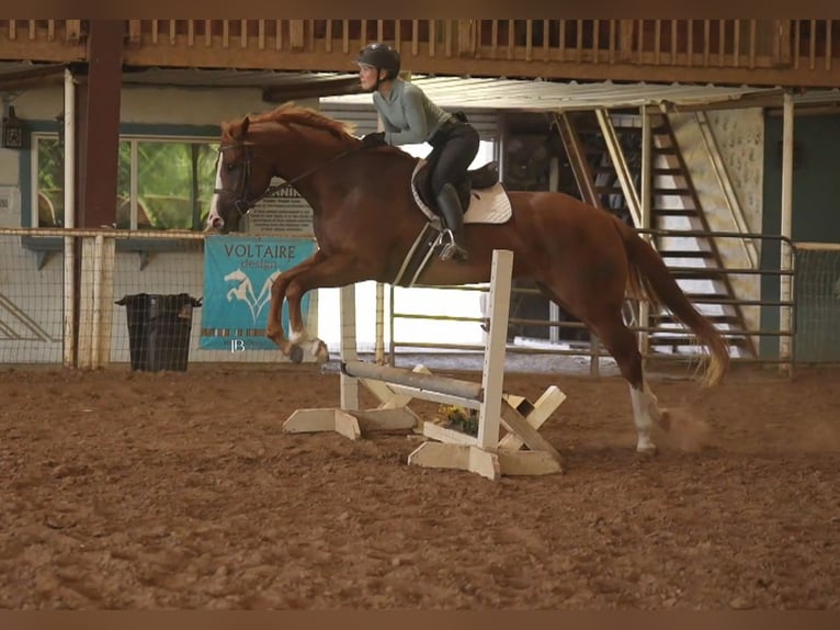 American Paint Horse Merrie 5 Jaar Donkere-vos in Terrell