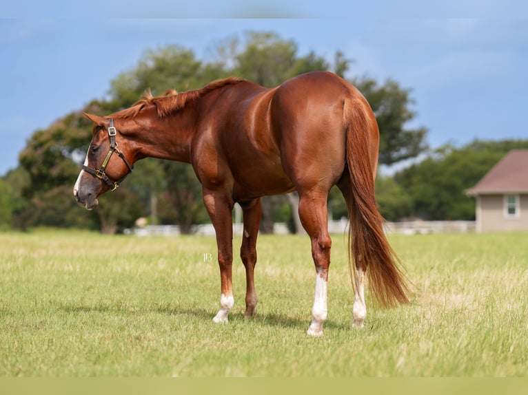 American Paint Horse Merrie 5 Jaar Donkere-vos in Terrell