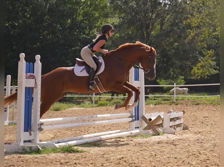 American Paint Horse Merrie 5 Jaar Donkere-vos in Terrell