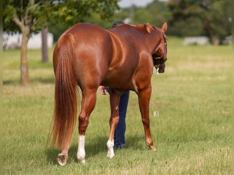 American Paint Horse Merrie 5 Jaar Donkere-vos in Terrell