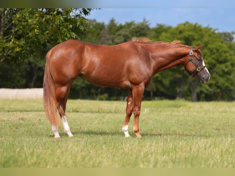 American Paint Horse Merrie 5 Jaar Donkere-vos in Terrell