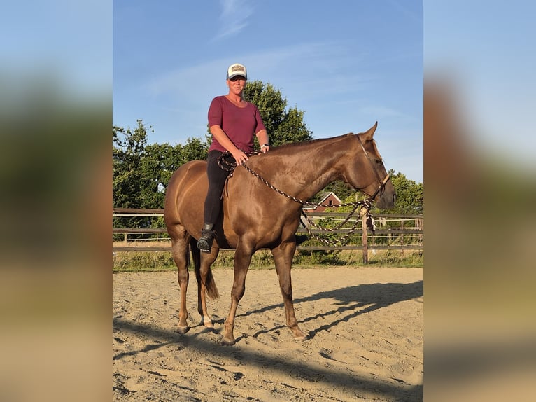 American Paint Horse Merrie 5 Jaar Donkere-vos in Lier