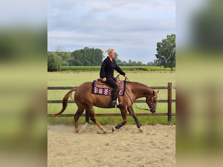 American Paint Horse Merrie 5 Jaar Donkere-vos in Lier