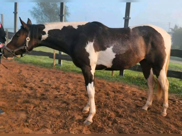 American Paint Horse Merrie 5 Jaar Tobiano-alle-kleuren in Eppelborn