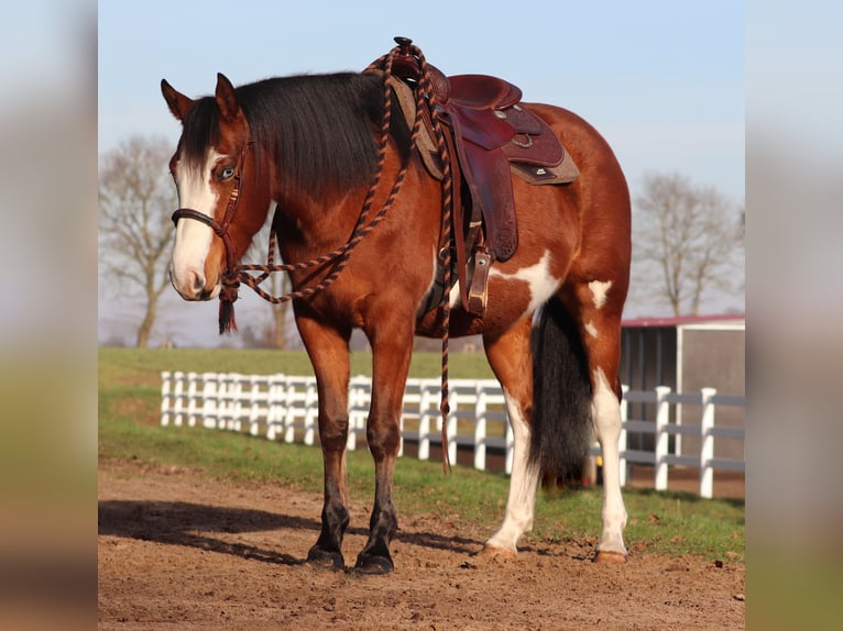 American Paint Horse Mix Merrie 5 Jaar Tobiano-alle-kleuren in Oberhausen