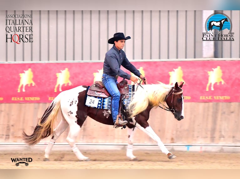 American Paint Horse Merrie 5 Jaar Tobiano-alle-kleuren in Borgo Valsugana