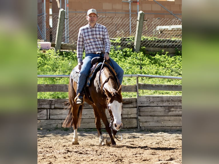 American Paint Horse Merrie 5 Jaar Vos in EhingenEhingen