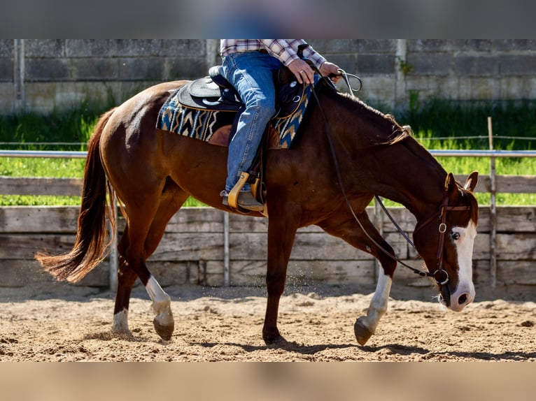 American Paint Horse Merrie 5 Jaar Vos in EhingenEhingen