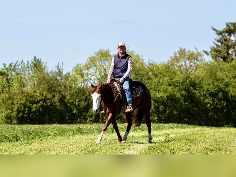 American Paint Horse Merrie 5 Jaar Vos in EhingenEhingen