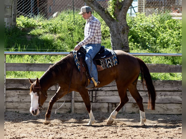 American Paint Horse Merrie 5 Jaar Vos in EhingenEhingen