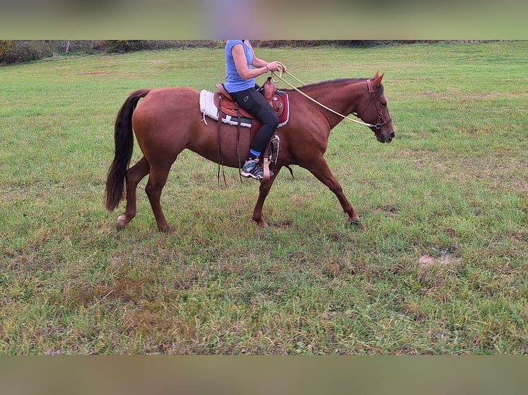 American Paint Horse Merrie 6 Jaar 143 cm Vos in Kördorf