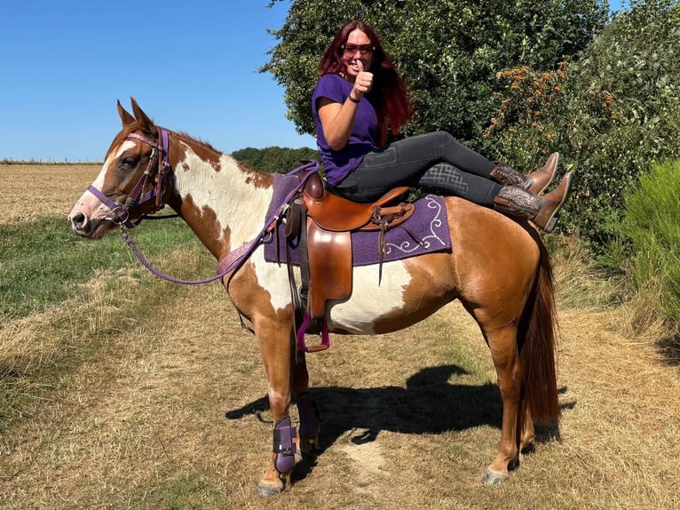 American Paint Horse Merrie 6 Jaar 146 cm Gevlekt-paard in Linkenbach