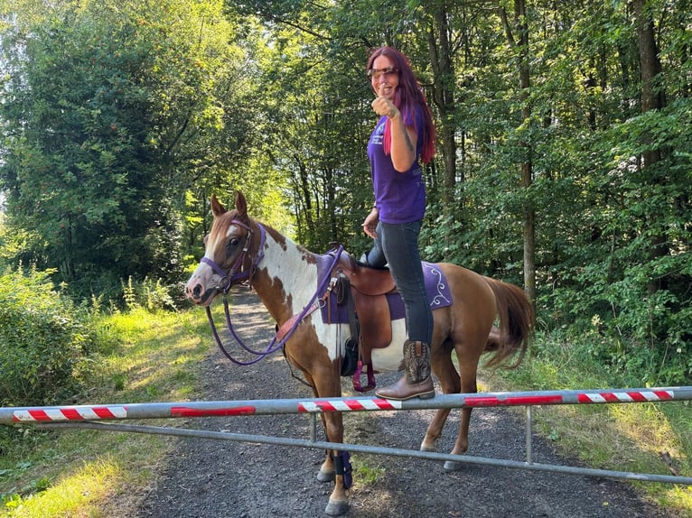 American Paint Horse Merrie 6 Jaar 146 cm Gevlekt-paard in Linkenbach