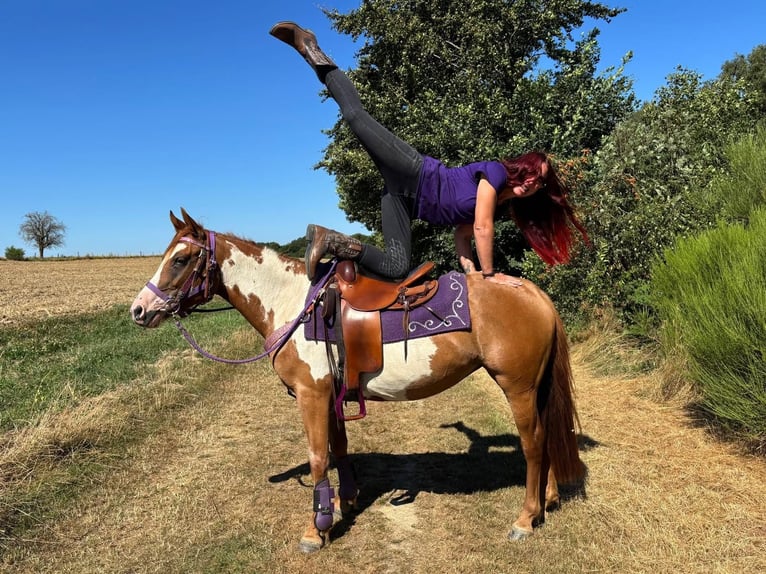 American Paint Horse Merrie 6 Jaar 146 cm Gevlekt-paard in Linkenbach