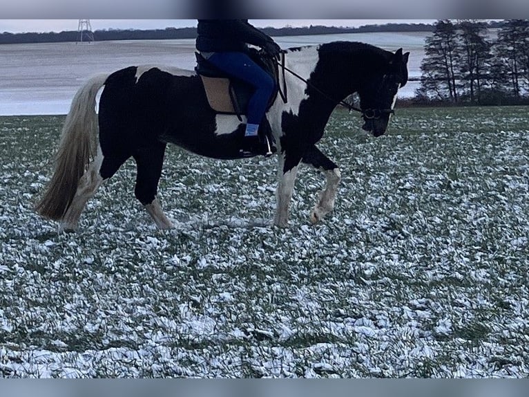 American Paint Horse Mix Merrie 6 Jaar 150 cm Tobiano-alle-kleuren in Rukieten