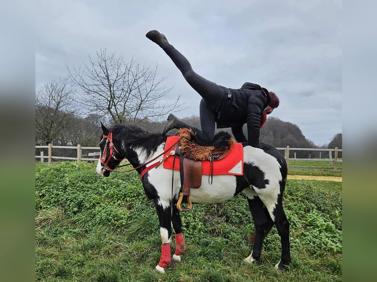 American Paint Horse Merrie 6 Jaar 152 cm Overo-alle-kleuren in Linkenbach