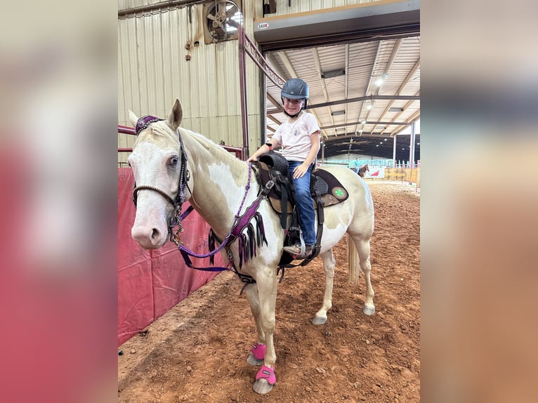 American Paint Horse Merrie 6 Jaar 152 cm  in Slocum, TX