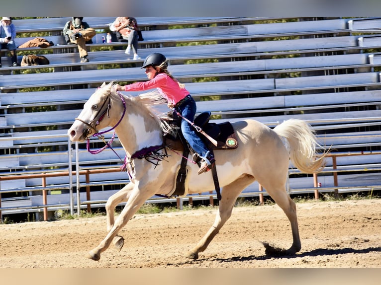 American Paint Horse Merrie 6 Jaar 152 cm  in Slocum, TX