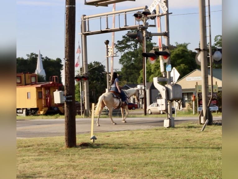 American Paint Horse Merrie 6 Jaar 152 cm  in Slocum, TX