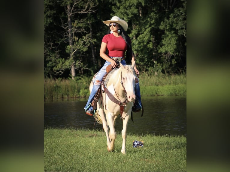 American Paint Horse Merrie 6 Jaar 152 cm  in Slocum, TX