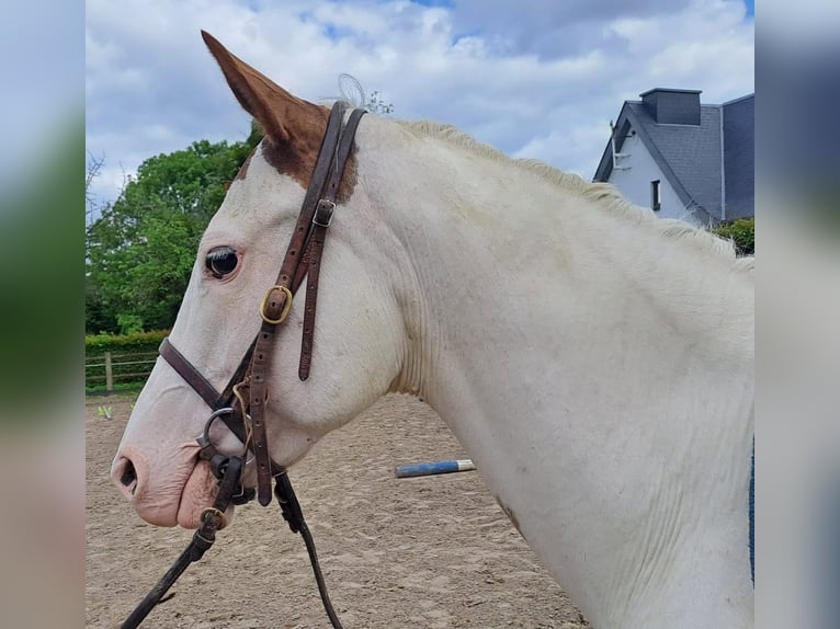 American Paint Horse Merrie 6 Jaar 153 cm Overo-alle-kleuren in Linkenbach