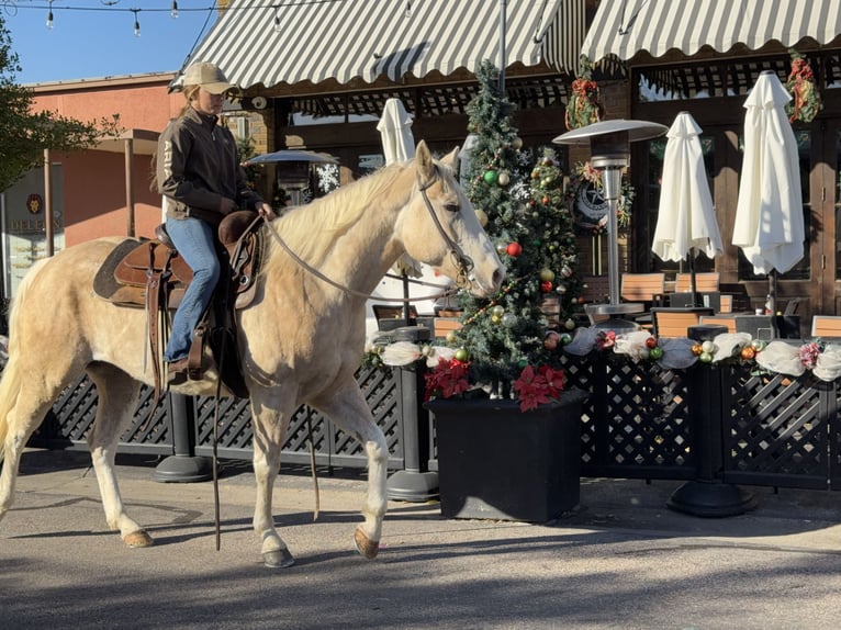 American Paint Horse Merrie 6 Jaar 155 cm Palomino in Cleburne