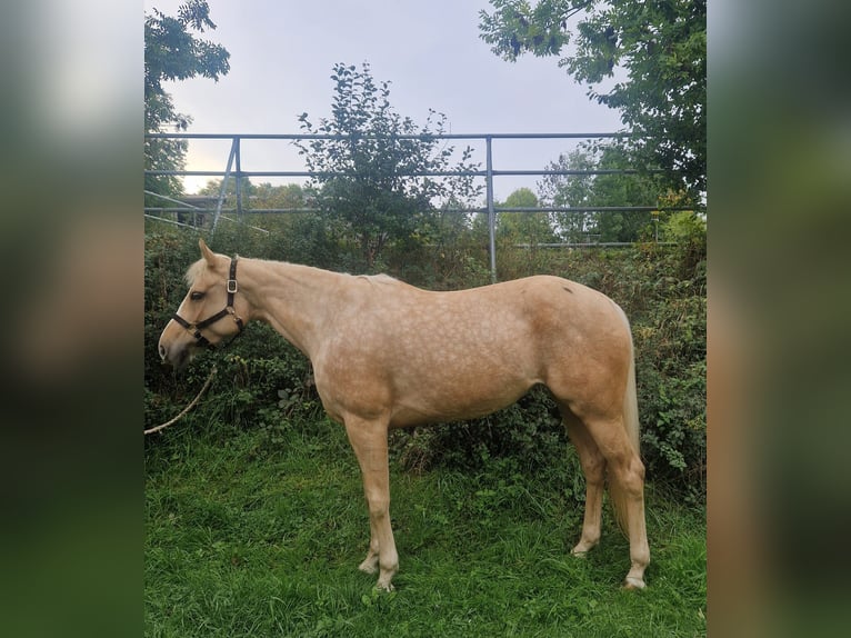 American Paint Horse Merrie 6 Jaar 158 cm Palomino in Tamm