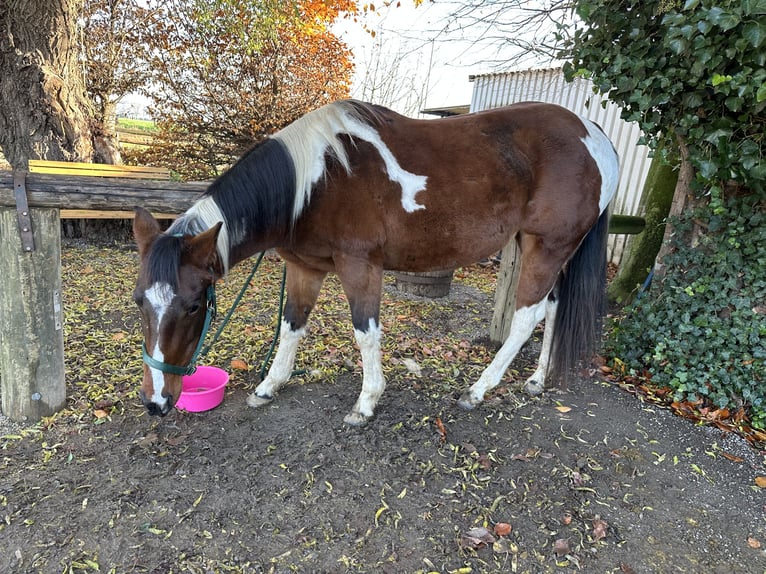 American Paint Horse Merrie 6 Jaar 159 cm Tobiano-alle-kleuren in Brüggen